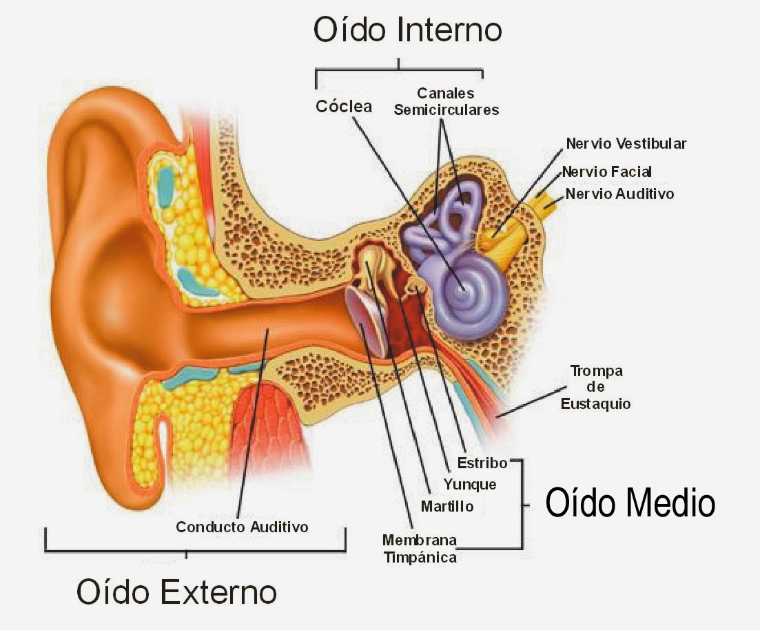 Imágenes del oído con sus partes y sus nombres | Descargar imágenes gratis