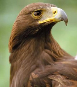 ▷ Imágenes de águilas reales