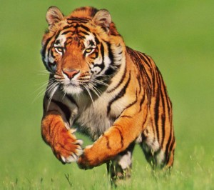 selva-del-tigre