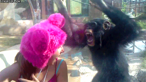 gif-gracioso-mono-chimpance-bailando-turista-gorro-rosa
