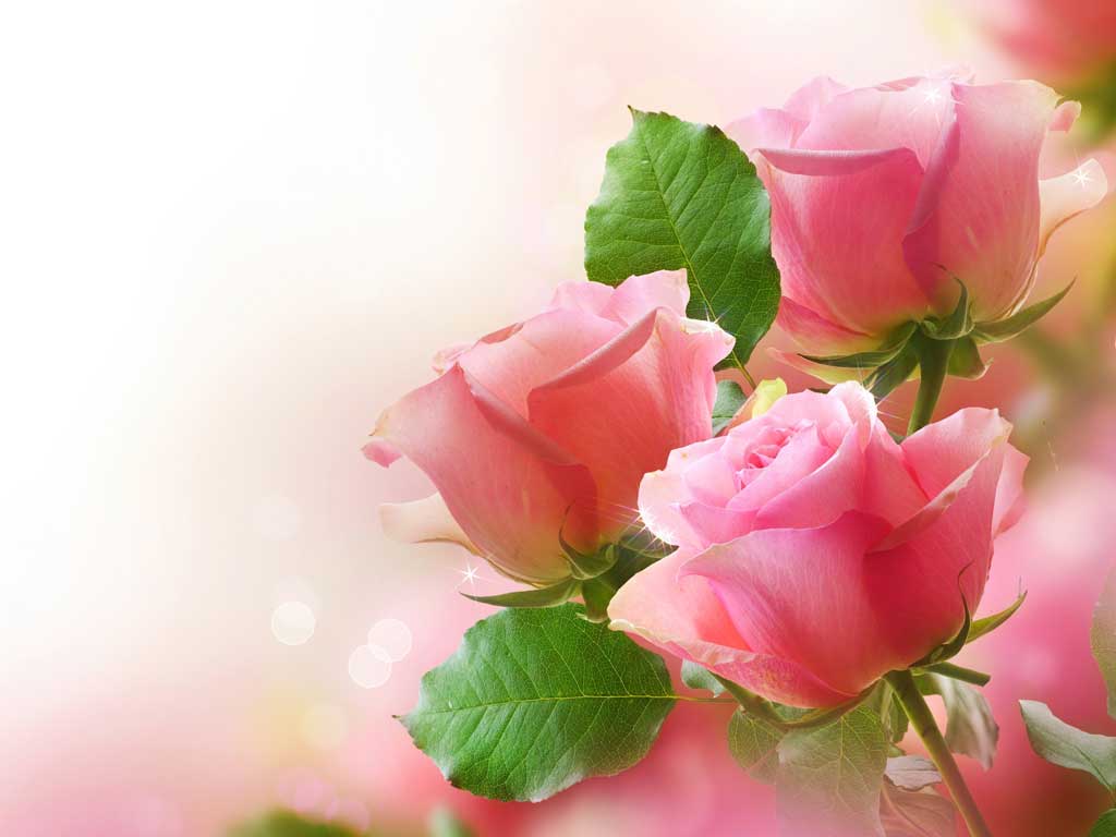 bellas-rosas-color-rosa