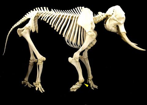 digitall-post-elefante-esqueleto