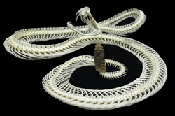 rattlesnake-250