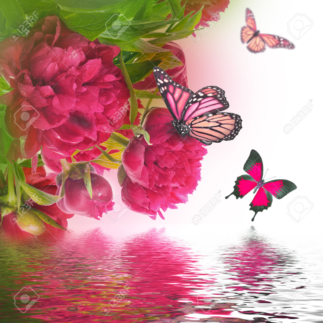 mariposas hermosas con rosas 