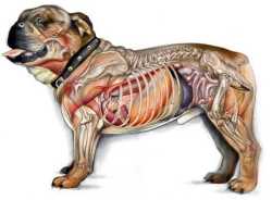 El-esqueleto-sistema-muscular-y-nervioso-del-perro