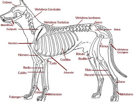 esqueleto de un perro con sus nombres