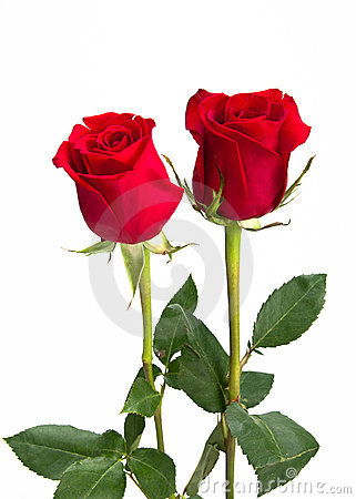 dos-rosas-rojas-hermosas-
