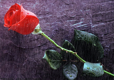gif de rosas con lluvia