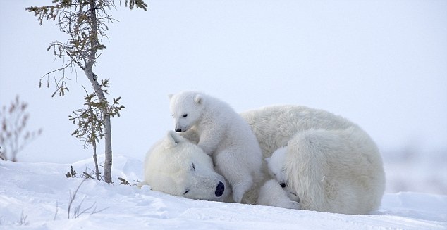 osos-blancos hermosos para compartir