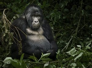 gorilla más grande