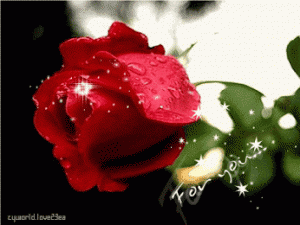 imagen-romantica-de-rosa-roja-de-amor-con-movimiento-y-brillo-8