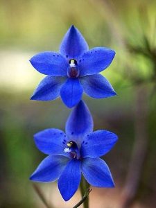 orquídeas azules para regalar