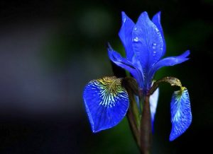 orquidias de las azules