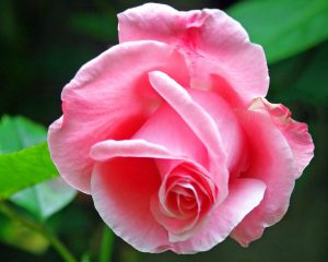 rosa linda 7