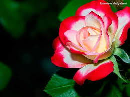 rosas lindas