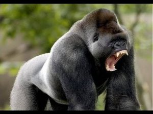 ya conoces al gorila más grande del mundo te invito que lo veas y descargues las imágenes