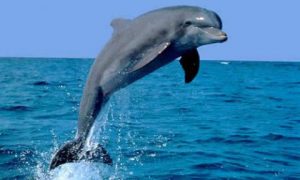 animales-acuaticos