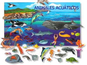 animales - acuáticos 2