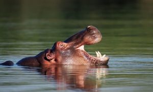 animales - acuáticos 5