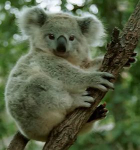 animales - en - peligro - de - extinción Koala-
