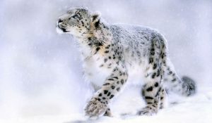animales - en - peligro - de - extinción  leopardo-de-las-nieves