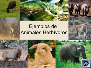 animales-herbívoros 2