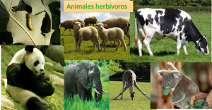 animales-herbívoros 3