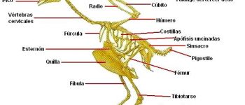 Imágenes del esqueleto de una gallina para descargar