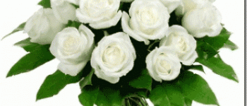 Ramo de rosas blancas 
