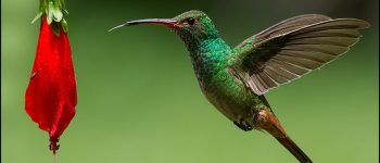 colibrí ave atrapamoscas 