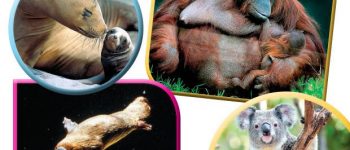 Imágenes de animales mamíferos para la tarea