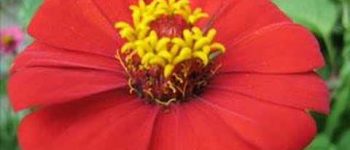 Imágenes de las flores de guatemala para descargar