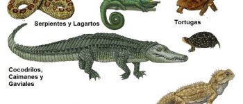 Imágenes de reptiles para descargar