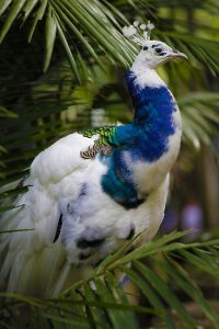 Hermosa ave exótica con colores azul y blanco 