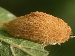Megalopyge Caterpillar