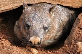 NORTHERN HAIRY NOSED WOMBAT