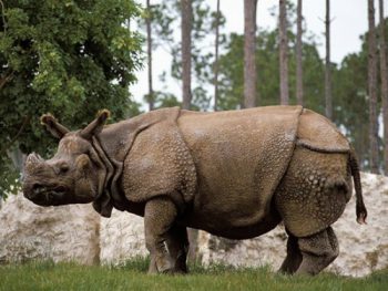 Rinoceronte  DE LA JAVANA DEL SUDESTE DE ASIA