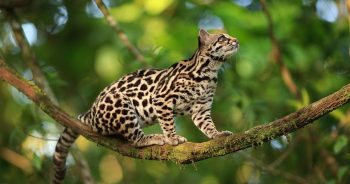 Los 20 animales en peligro de extinción de México