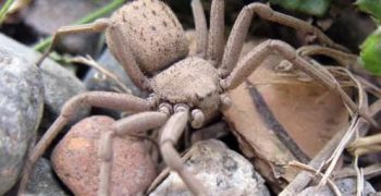 Las 10 arañas más peligrosas del mundo