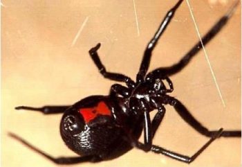 Las 10 arañas más peligrosas del mundo